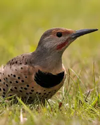 The Northern Flicker is a long-beaked brown bird sitting on grass, with black-spotted body and red markings on its face